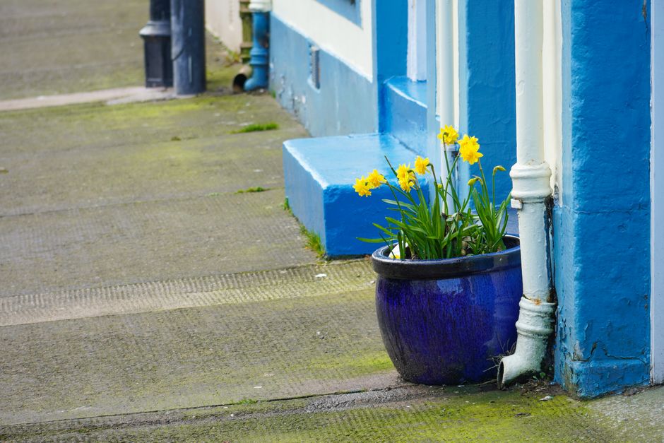 Daffodils in a blue pot add charm to a vibrant street corner in Kirkcudbright, Scotland.