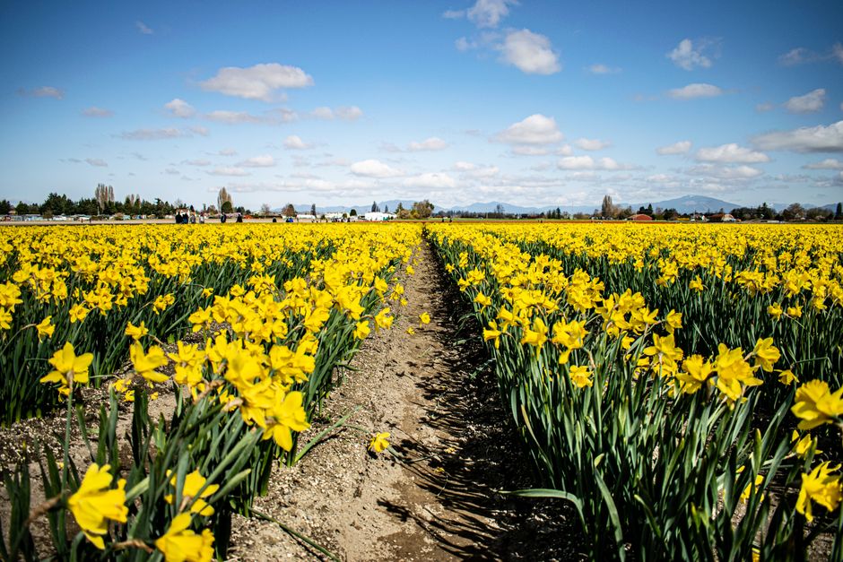 A stunning field of yellow daffodils blooming under a blue sky in La Conner, WA.