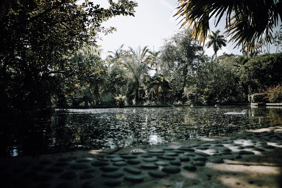 Peaceful scene of a tropical pond surrounded by lush greenery in Miami, Florida.