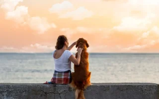 Travelling with your dog: Everything you need to know