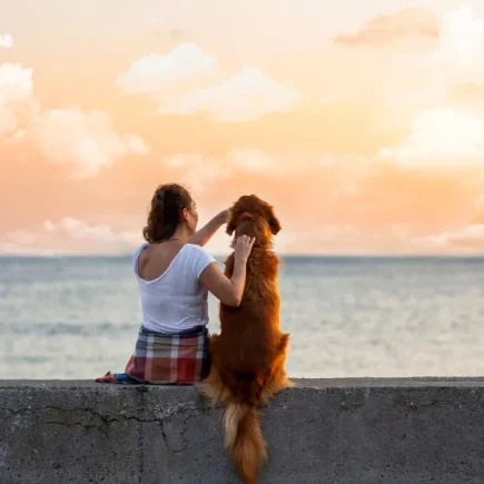 Travelling with your dog: Everything you need to know