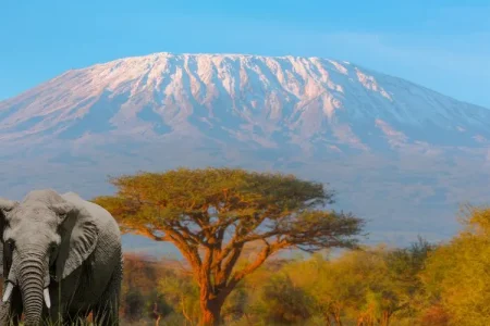 A Safari Journey Through Tanzania’s Unmatched Beauty