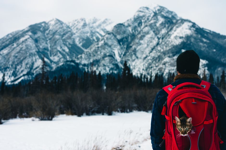 Explorer with a cat in a red backpack hiking in snowy Banff, Alberta mountains.