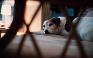 Pet-Friendly Accommodations Road Trips: How to Find Pet-Friendly Accommodations for Road Trips Across the USA