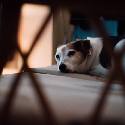 Pet-Friendly Accommodations Road Trips: How to Find Pet-Friendly Accommodations for Road Trips Across the USA