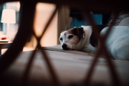 Pet-Friendly Accommodations Road Trips: How to Find Pet-Friendly Accommodations for Road Trips Across the USA