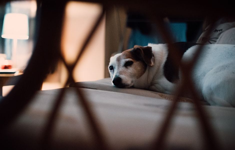 Pet-Friendly Accommodations Road Trips: How to Find Pet-Friendly Accommodations for Road Trips Across the USA Pet-Friendly Accommodations Road Trips: How to Find Pet-Friendly Accommodations for Road Trips Across the USA