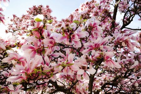England’s Best Spring Gardens for Daffodils and Magnolias