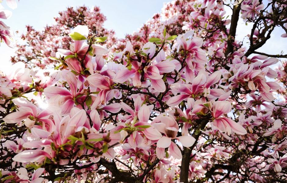 England’s Best Spring Gardens for Daffodils and Magnolias England’s Best Spring Gardens for Daffodils and Magnolias