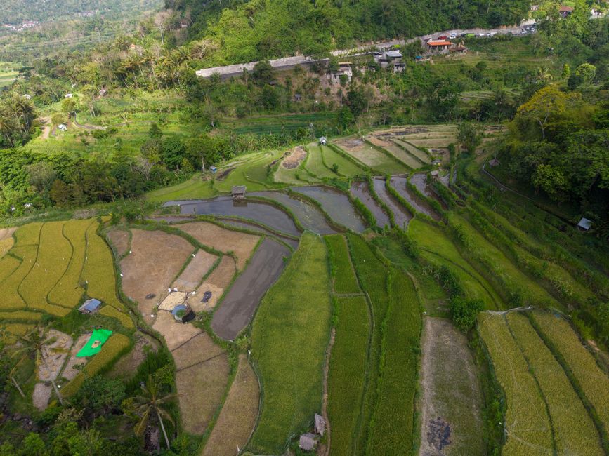 Scenic aerial view of lush rice terraces surrounded by green hills in Bali, Indonesia.