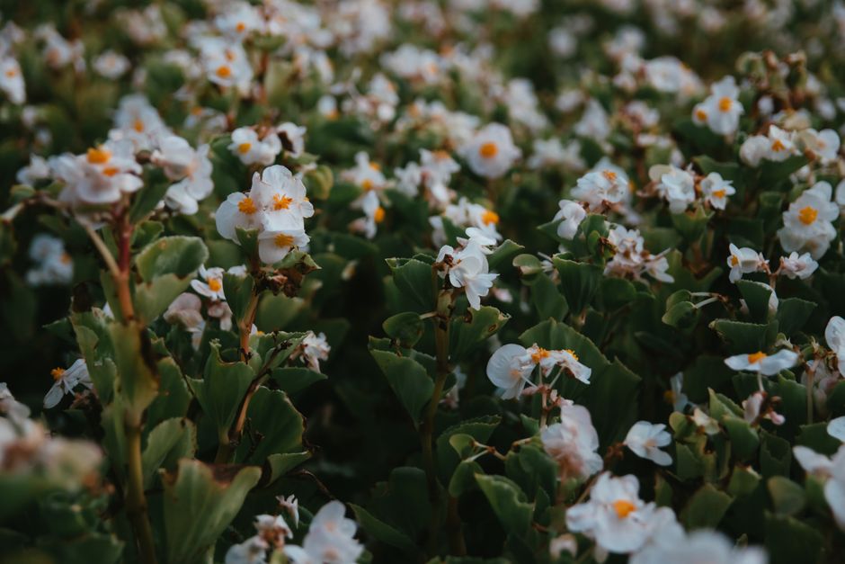 Capture the serenity of white flowers in full bloom, offering a tranquil natural scene.