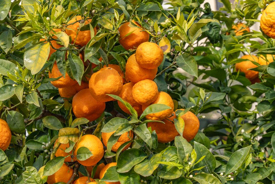 Cluster of ripe oranges on a citrus tree branch with green leaves.